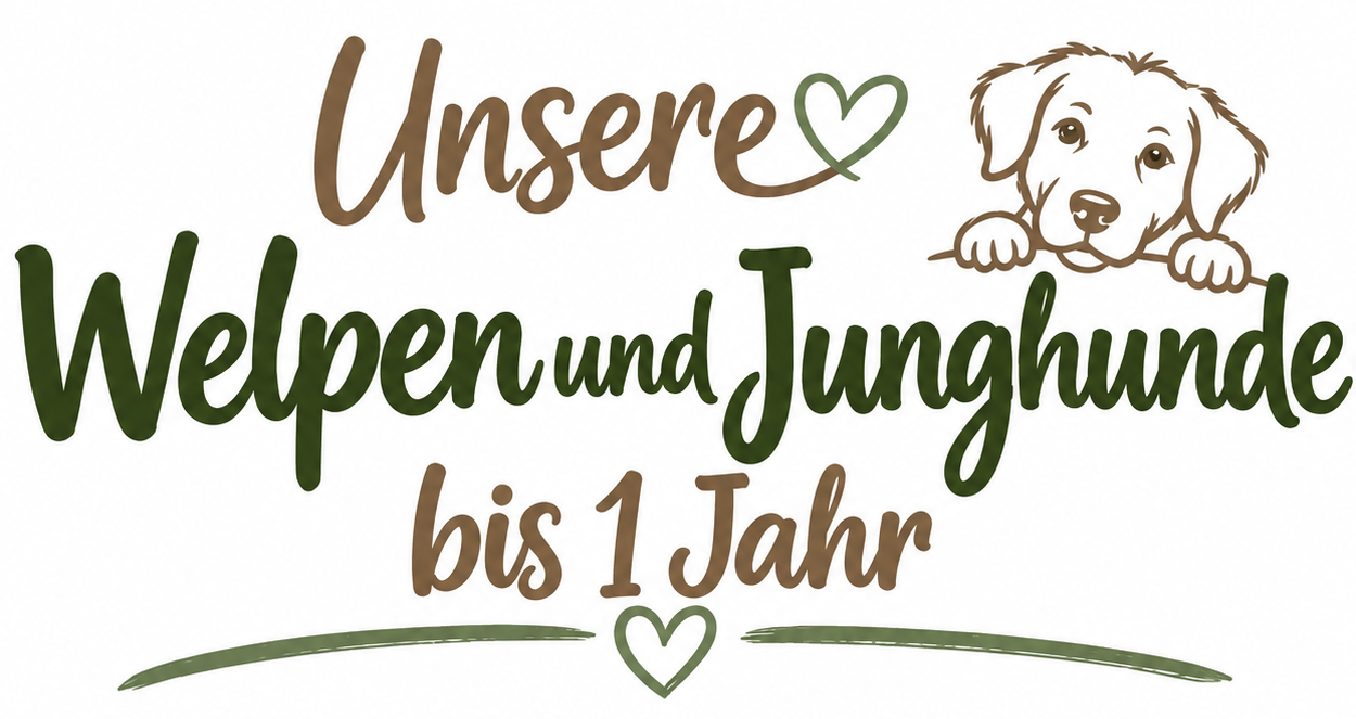 Junghunde Welpen E1790116871945