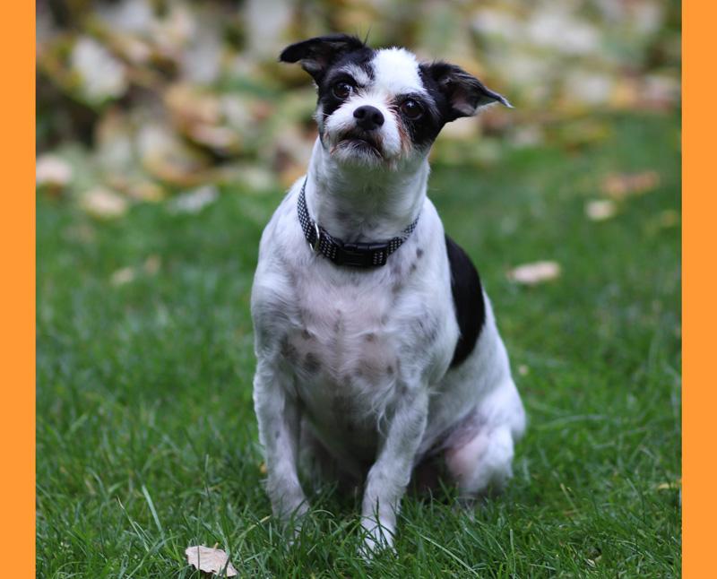 Sammy