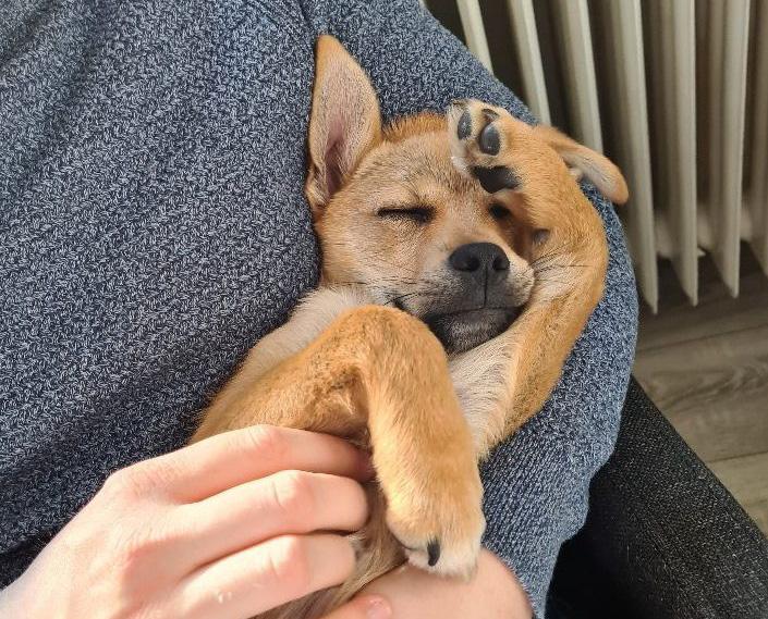 Frodo