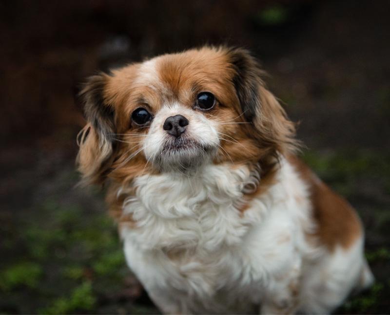 Bella