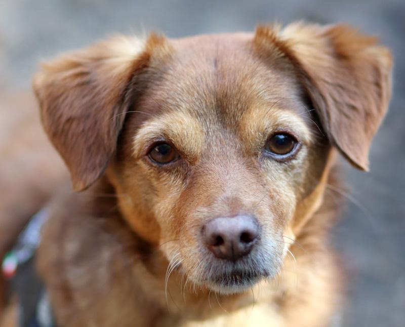 Chico