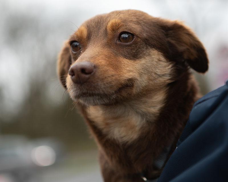 Daisy
