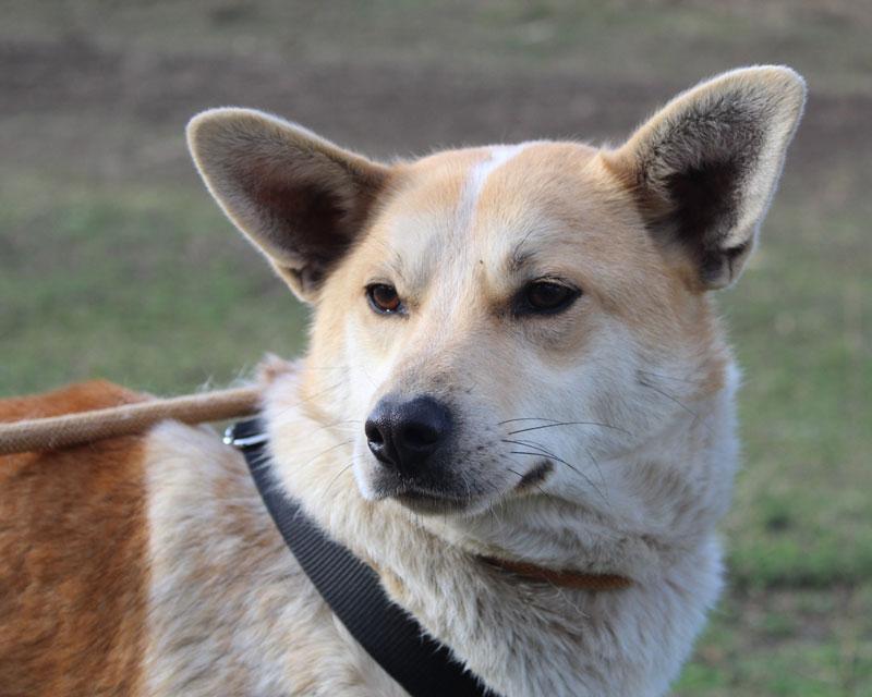 Duke