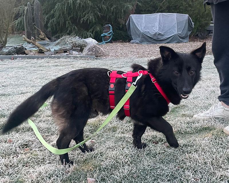 Enzo