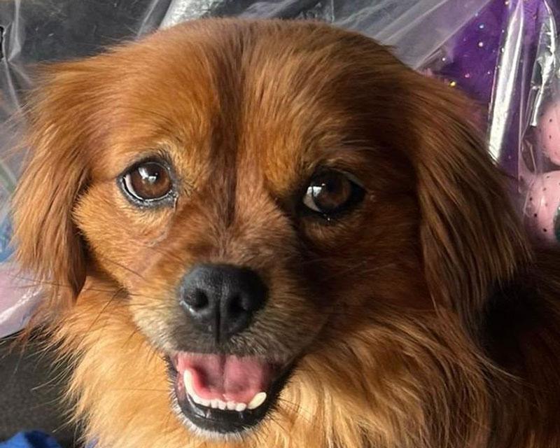 Gino