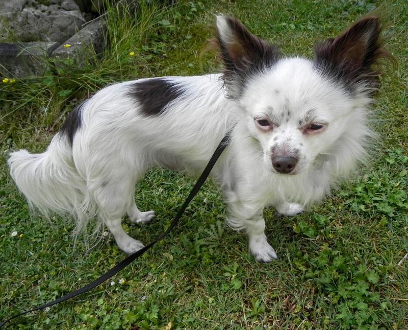 Gino