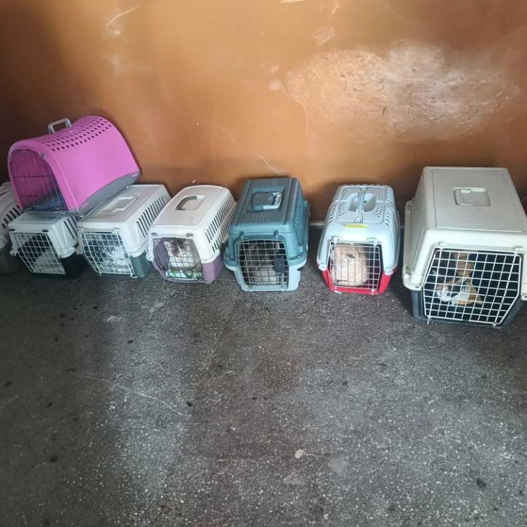 kastrationsprogramm resita katzen und hunde 768x768