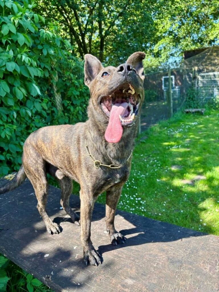 loki a 773x1030