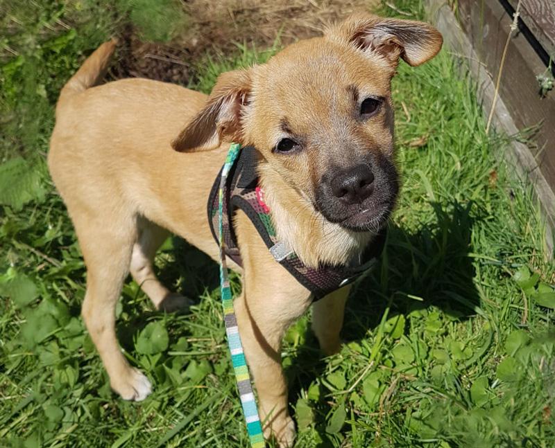 Nala