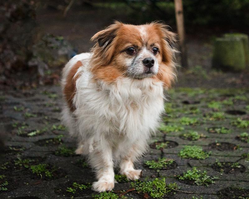 Nico