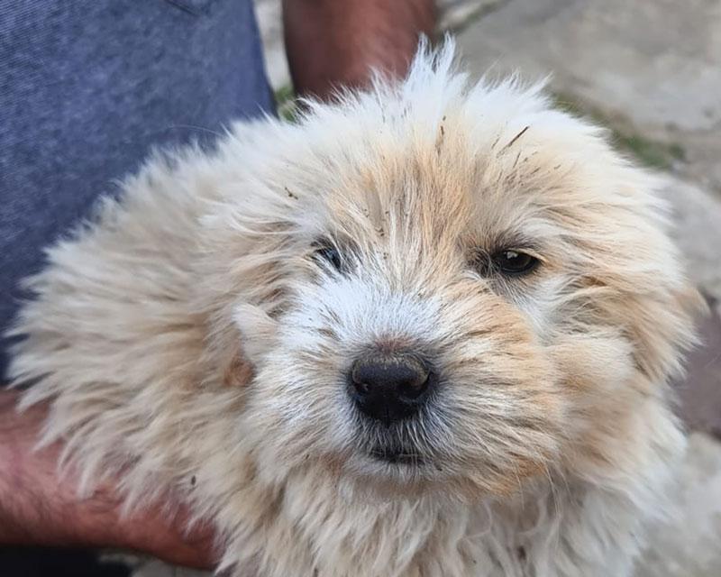 Pepper