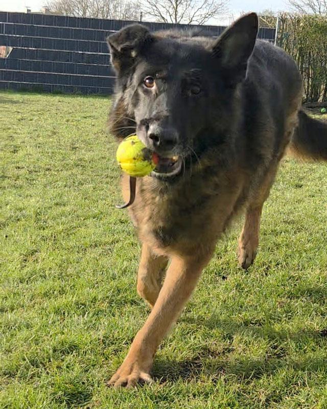 Rex