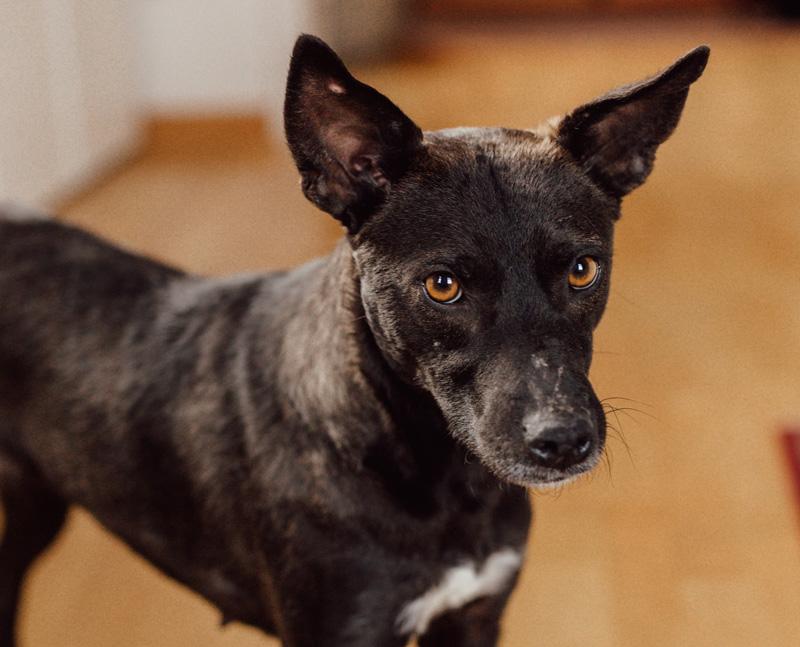 Ronja