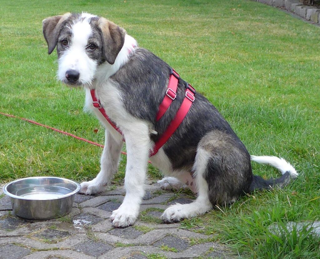 Ronja