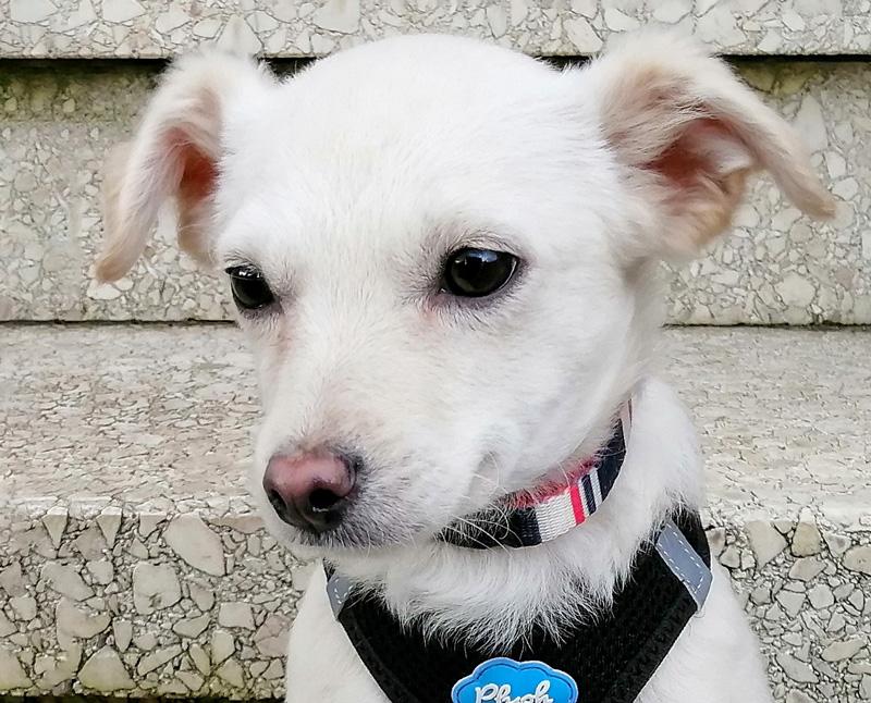 Suri