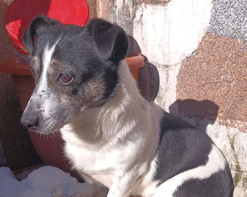 Toby