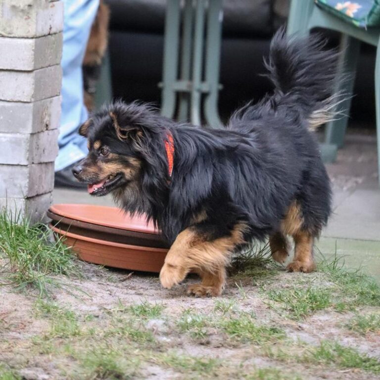torin – erinnerungsbild 3